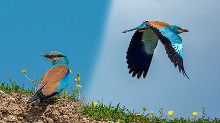 Adıyaman’da Doğa Gözlemlerinde Görenleri Hayran Bırakan An: Gökkuzgun Görüntülendi — 2