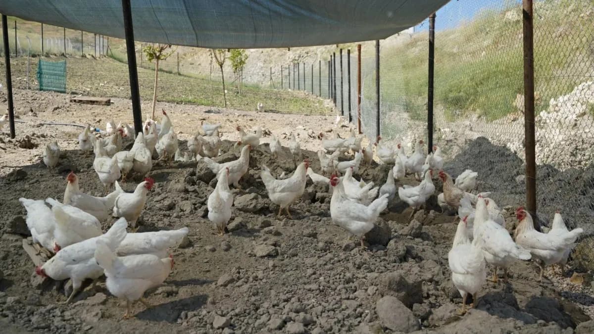 Adıyaman Belediyesi’nden Uygun Fiyatlı Doğal Yumurta Uygulaması